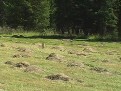 Coyote Stock Footage