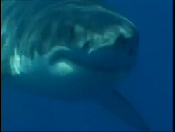 CU Great White Shark, swims to camera in hazy water, Guadalupe Island, Pacific Ocean Stock Footage