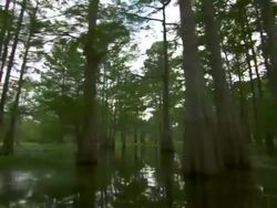 MS POV Atchafalaya Basin swamp drifting through trees / Atchafalaya Basin, Louisiana, United States Stock Footage