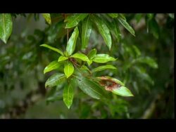 Rain on leaves, Nagarahole, Southern India Stock Footage