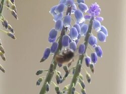 Red bee feeding in the flowers Stock Footage