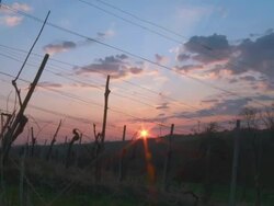 HD Motion Time-Lapse: Cloudscape Over Vineyard At Sunset Stock Footage