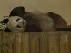 Panda getting comfy in Edinburgh Zoo enclosure News Clip