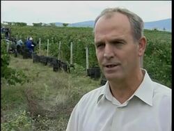 Kosovo's formerly war torn vineyards expect a good vintage News Clip