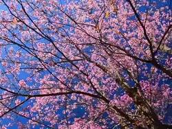 Dolly Shot: Spring Pink Cherry Blossoms with Blue Sky Backgrounds Stock Footage