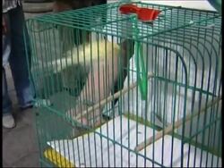 Animals taken to church to receive blessing to ensure healthy livestock News Clip