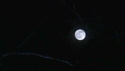 A full moon shines on tree branches. Stock Footage