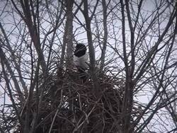 Magpie on a nets Stock Footage