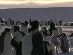 MS PAN Groups of penguins and chicks in snow fall AUDIO / EkstrÃƒÂ¶m Ice Shelf,Atka Iceport Emperor Penguin Colony,  Queen Maud land, Antarctica Stock Footage