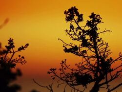 Sunset back lit Stock Footage
