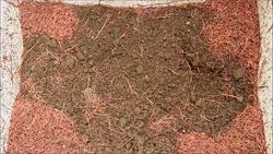 CLEAN : In Bolivia cookies can be made out of worms News Clip