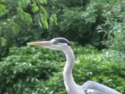 MS heron bird in Regent's Park / London, United Kingdom Stock Footage