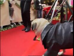 Dog weddings to mark Valentine's  Day News Clip