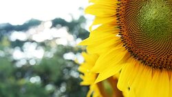 sunflower and sun Stock Footage