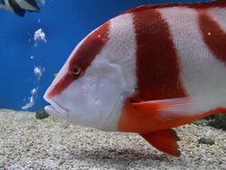 Saltwater fish Stock Footage