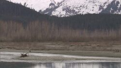 A bald eagle perches on a log alongside a river. Stock Footage