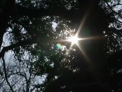 T/L winter sun chinking through ivy-covered tree, UK woodland Stock Footage