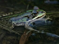 Frog Stock Footage