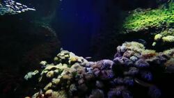 Aquarium tank Stock Footage