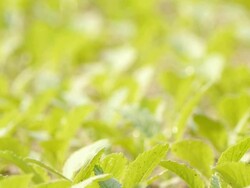 Cabbage seedlings Stock Footage