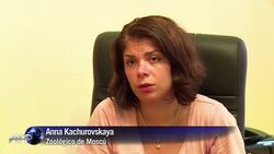 VOICED : Como afecta el embargo al oso de Moscu News Clip