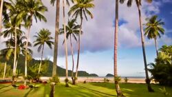 Palm grove on the beach Stock Footage