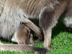 kangaroo grazing Stock Footage