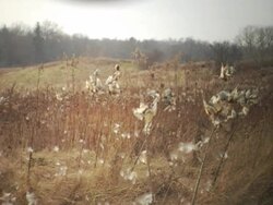 MS, Canada, Ontario, Dundas, Milkweed seeds dispersed by wind Stock Footage