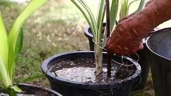 old hand woman planting small plant in garden Stock Footage