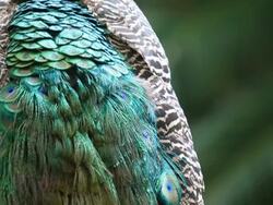 Peacock Stock Footage
