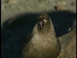MS Skua gull with bloodied beak squawking, Antarctica Stock Footage