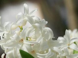 HD: White Hyacinths Stock Footage