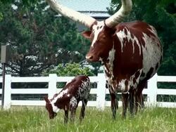 longhorn Watusi Stock Footage