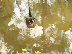 BlackSwan Stock Footage