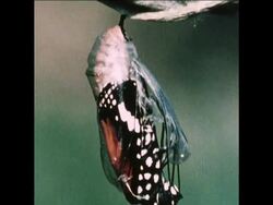 SPP-103 BHARATPUR  BIRDS OF THE INDIAN MONSOON PART 1 News Clip