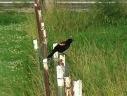 Oriole 001 Stock Footage