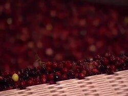 Cranberries being sorted and packed News Clip