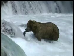 MS Brown Bear pulls fish from out of the water and climbs up rapids, Arctic circle Stock Footage
