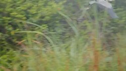 Bird Great Blue Heron Flying Away Stock Footage