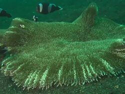 Clark's anemone fish, close up. Indonesia  Stock Footage