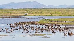 SLO MO Animals at waterhole in Costa Rica Stock Footage