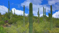 Sonoran desert time lapse Stock Footage