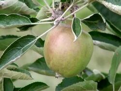 CU Apple hanging on branch / Serrig, Rhineland-Palatinate, Germany Stock Footage