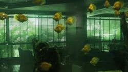 Red parrot fish tank mates 4 Stock Footage