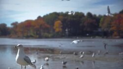 Gull sitting in front of lake with colorful trees  in Maine, USA Stock Footage