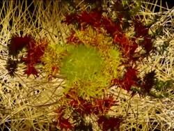 Submarine life Stock Footage