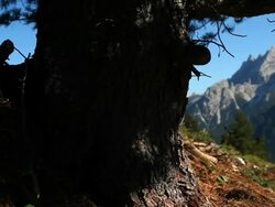 HD Conifer tree trunk tracking shot Stock Footage