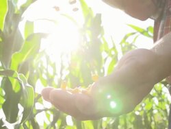 SLO MO Pouring Corn Maize From One Hand To Another Stock Footage