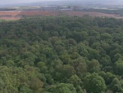 Sherwood Forest Stock Footage