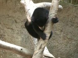 Baby Bear Stock Footage